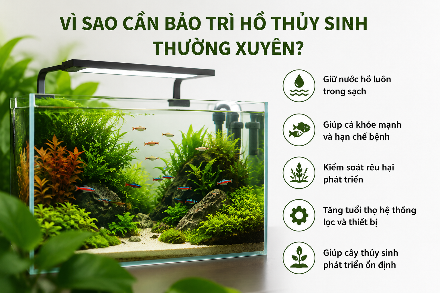 Bảo trì hồ thủy sinh đúng cách