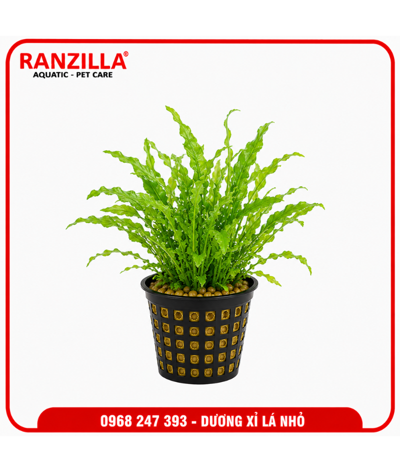 DƯƠNG XỈ LÁ NHỎ