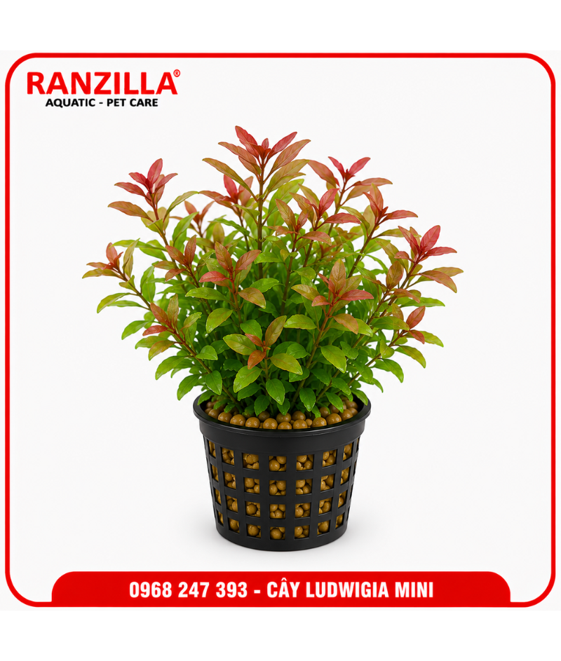 CÂY LUDWIGIA MINI