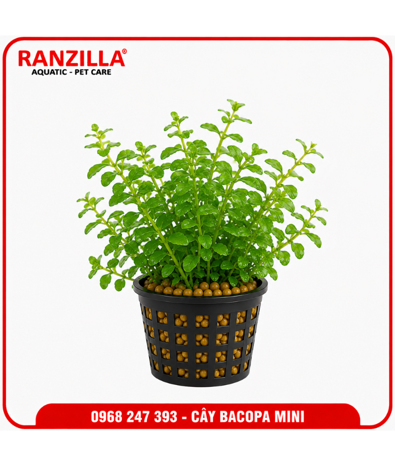 CÂY BACOPA MINI