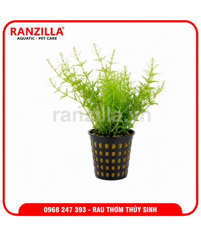 RAU THƠM THỦY SINH