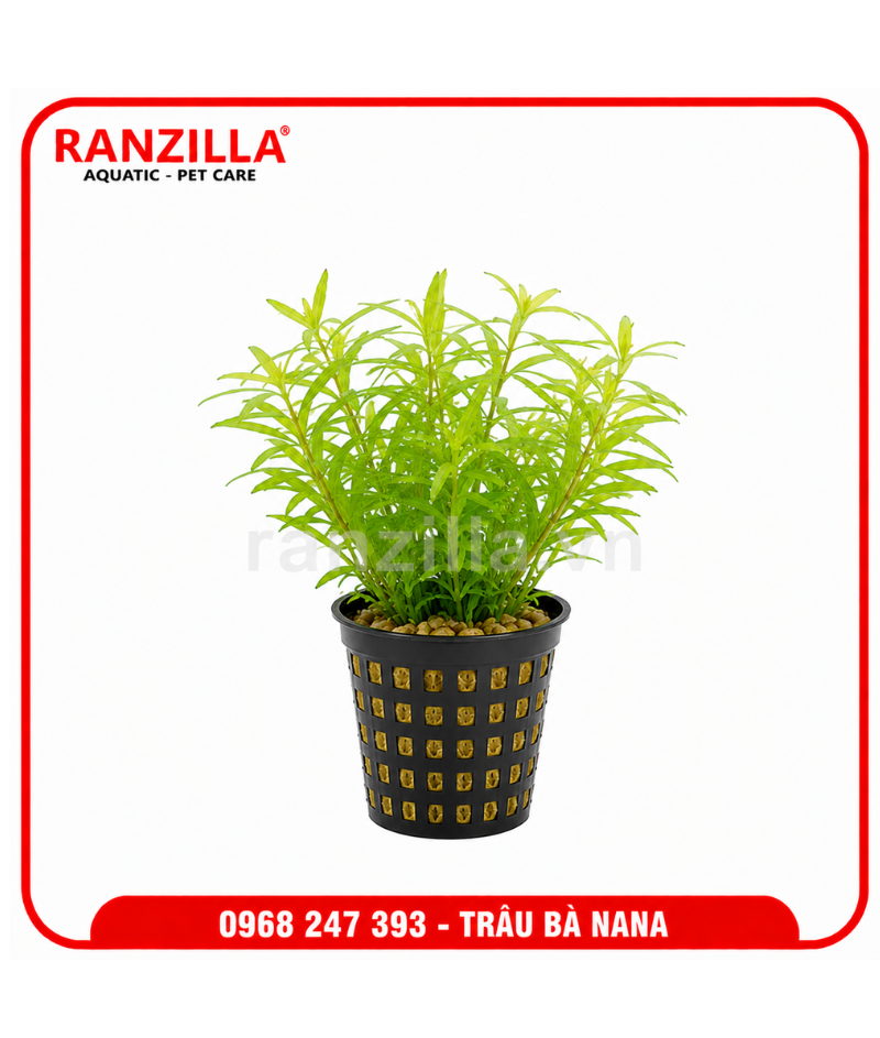 RAU BÀ NANA