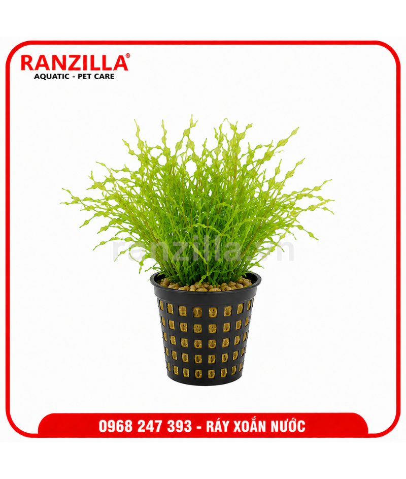 RÁY XOẮN NƯỚC