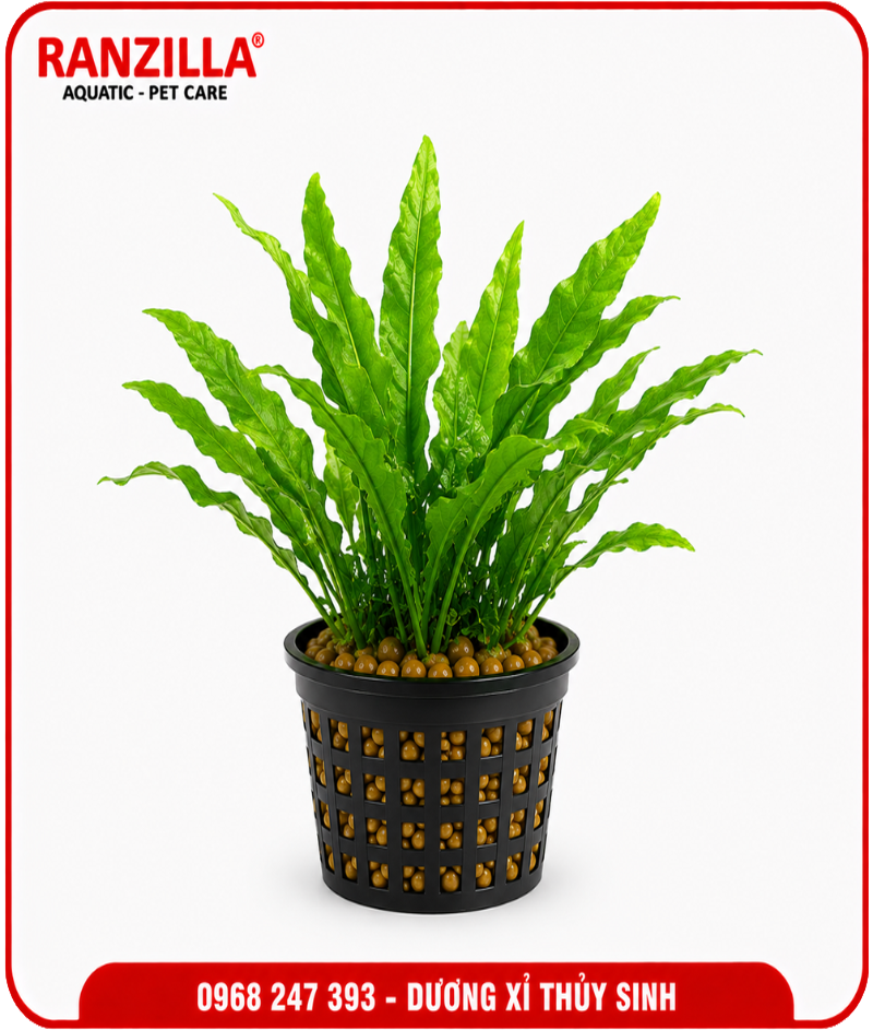 DƯƠNG XỈ THỦY SINH 