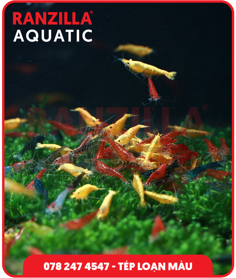 Tép Loạn Màu Thủy Sinh Đẹp, Dễ Nuôi Cho Hồ Cá Mini Và Nature Aquarium
